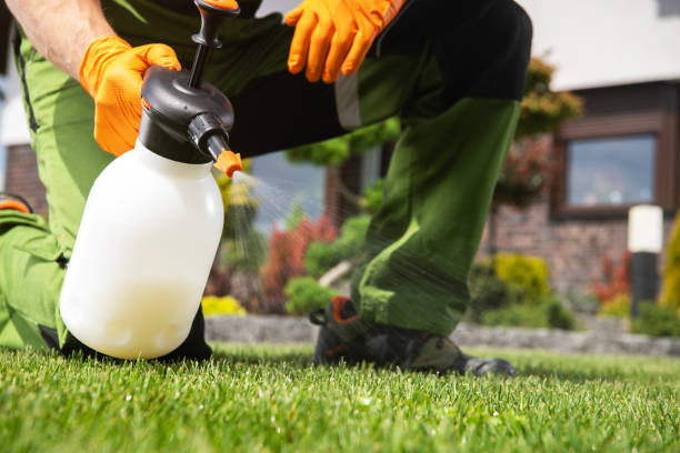 Best Wasp Removal Services  in Ferndale, WA