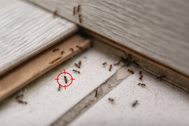 Best Exterminator Services  in Ferndale, WA