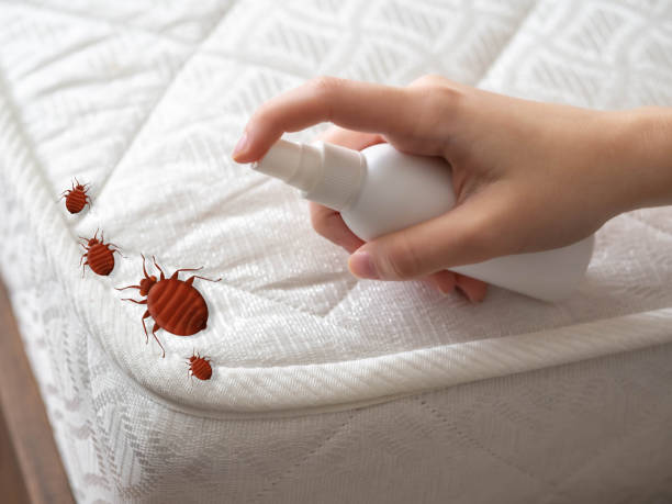Best Affordable Pest Control Services  in Ferndale, WA
