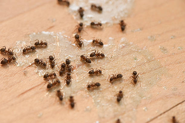 Best Flea Control Services  in Ferndale, WA